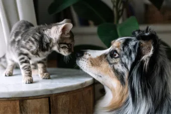 Dierenartskosten